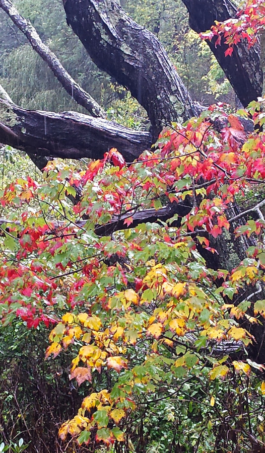 Fall foliage in Blowing Rock NC