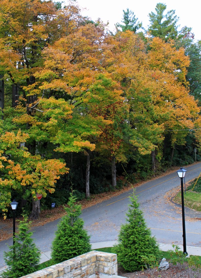 2015 fall color in Blowing Rock NC