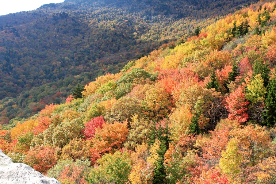 Fall color at rough ridge on the Blue Ridge Parkway near blowing Rock nc