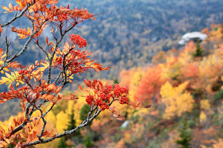 Fall color at rough ridge on the Blue Ridge Parkway near blowing Rock nc