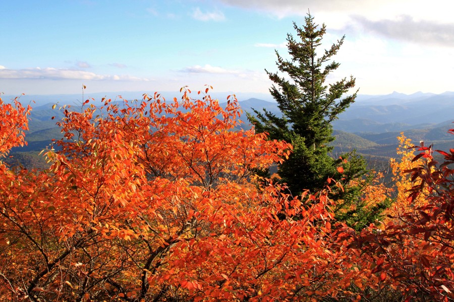 gorgeous fall color on the blue ridge parkway