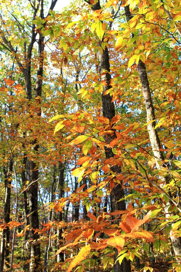 fall foliage at Elk Knob state park