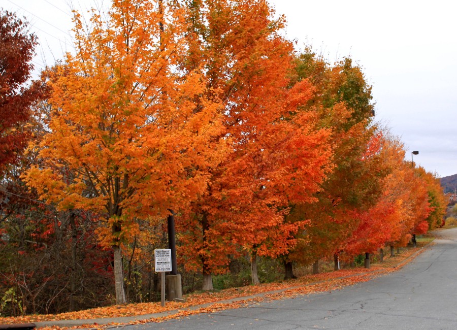 Maple leaves in fall splendor in Boone