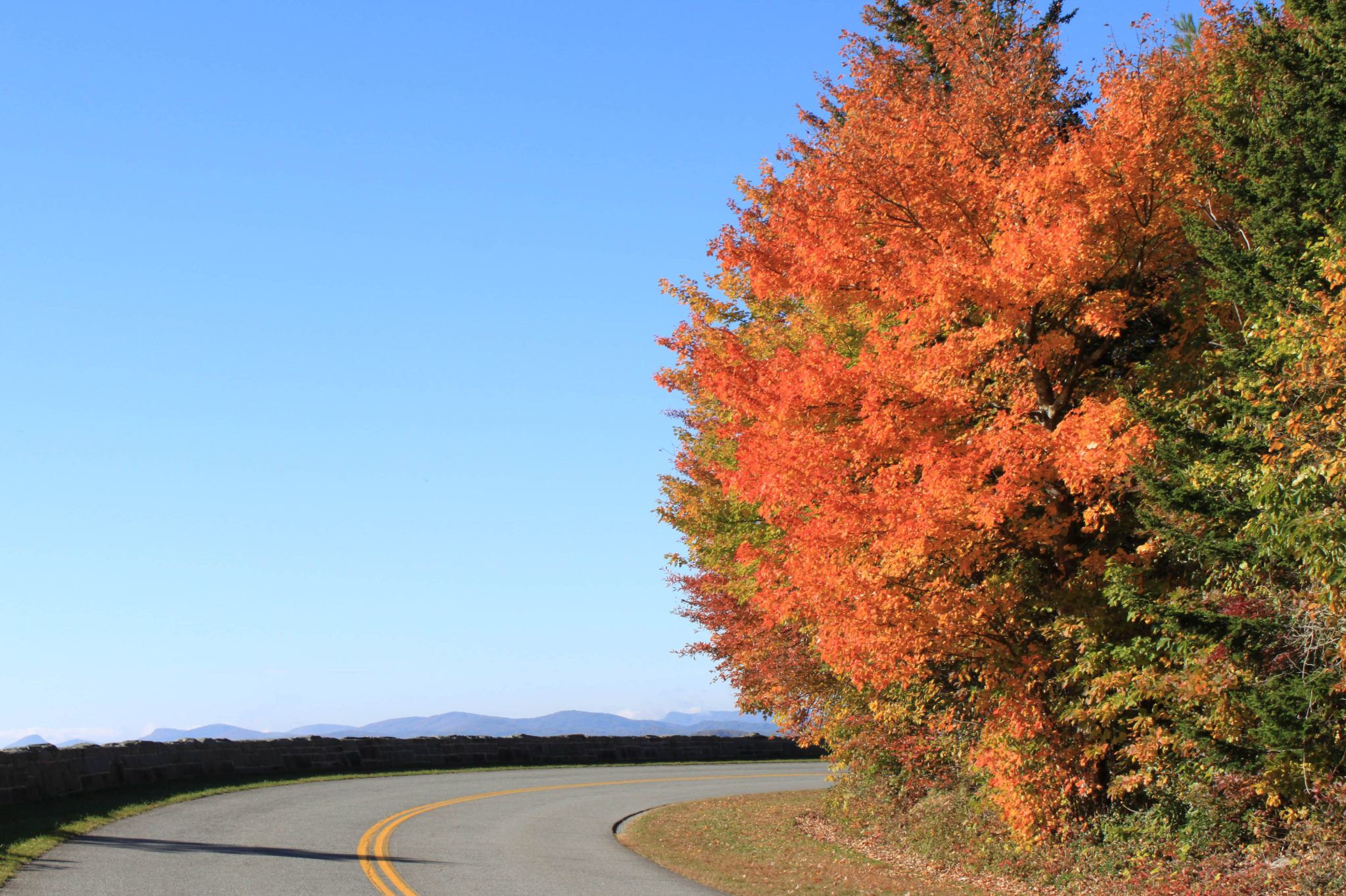 fall foliage on the Blue Ridge Parkway near Blowing Rock NC
