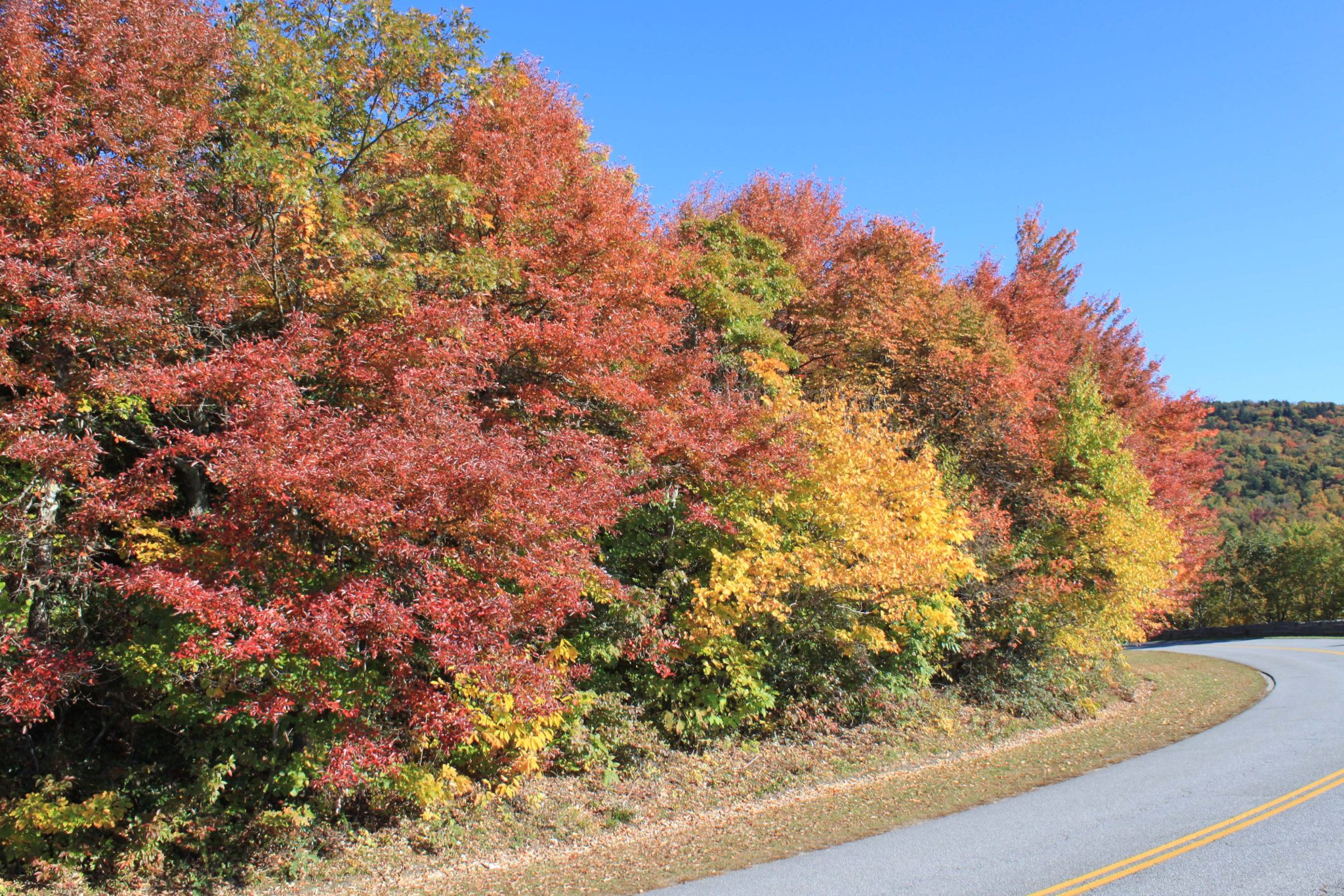 Fall leaves near the Linn Cove Viaduct