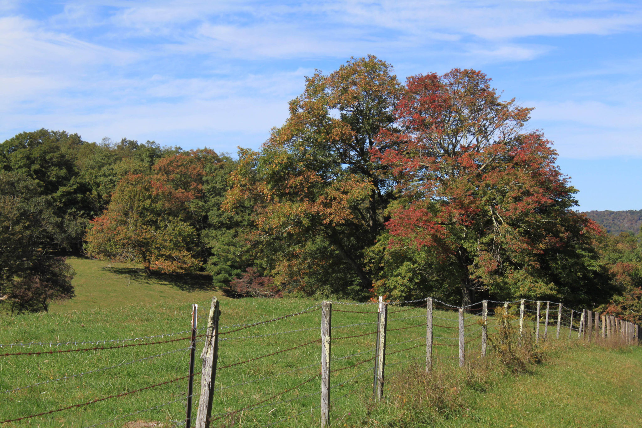 Fall Photo October 11, 2016 ⋆ Blowing Rock