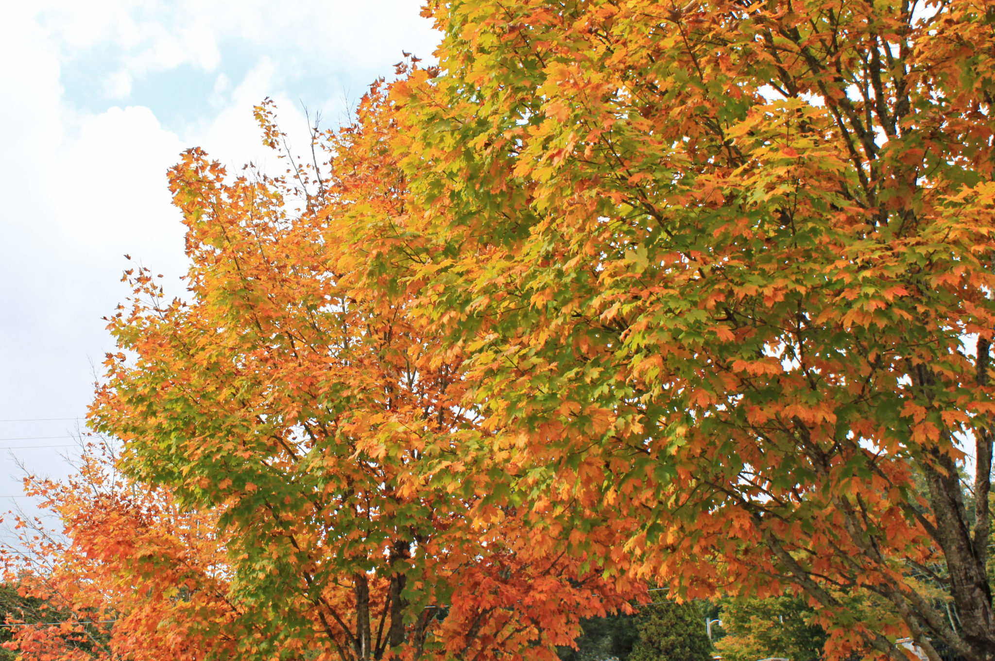 autumn maples with fall foliage in Blowing Rock